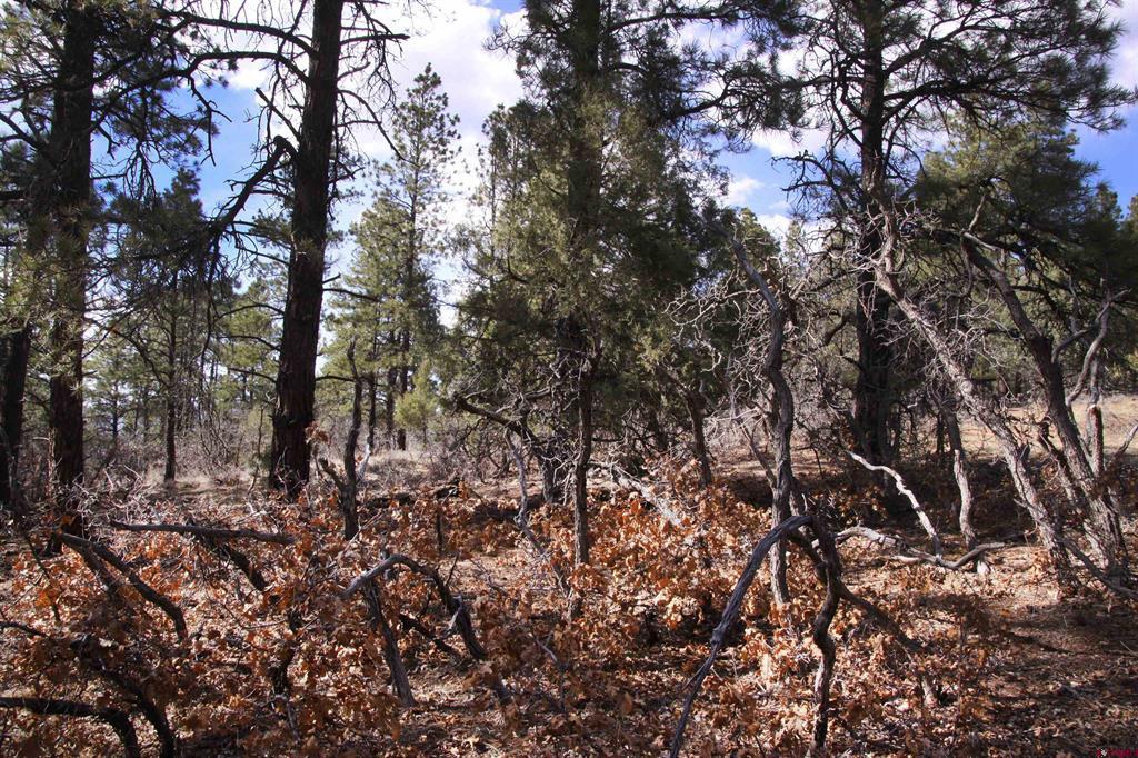 248 Rock Point Place Pagosa Springs CO 81147