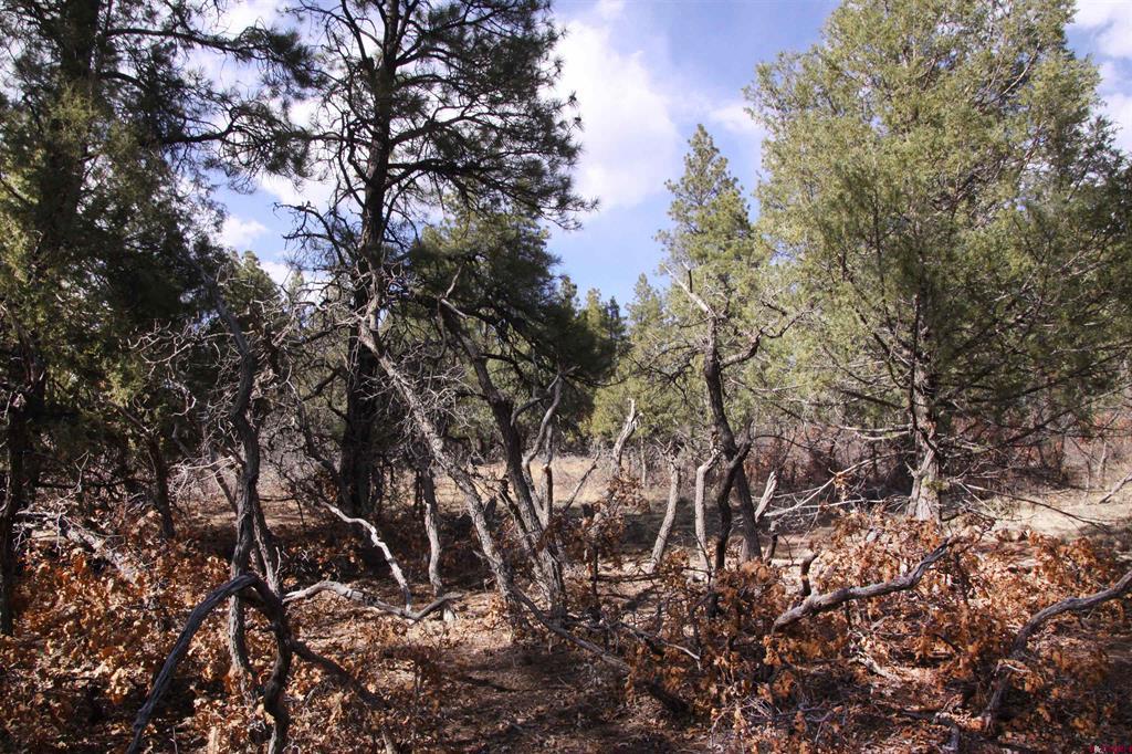248 Rock Point Place Pagosa Springs CO 81147
