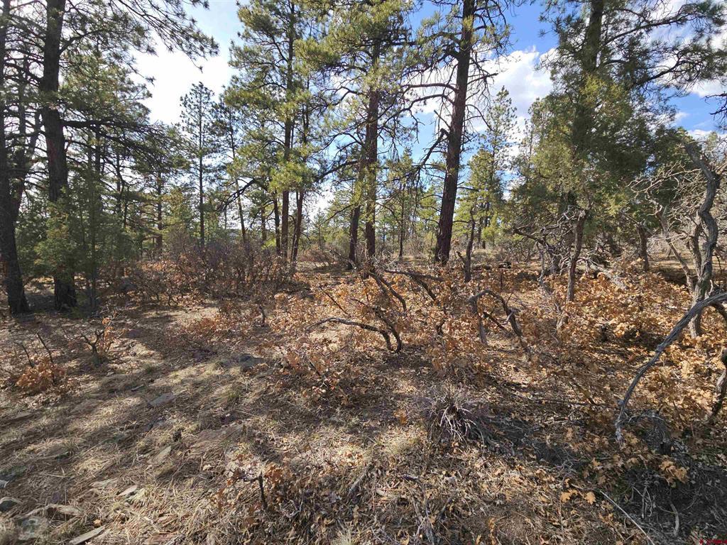 248 Rock Point Place Pagosa Springs CO 81147