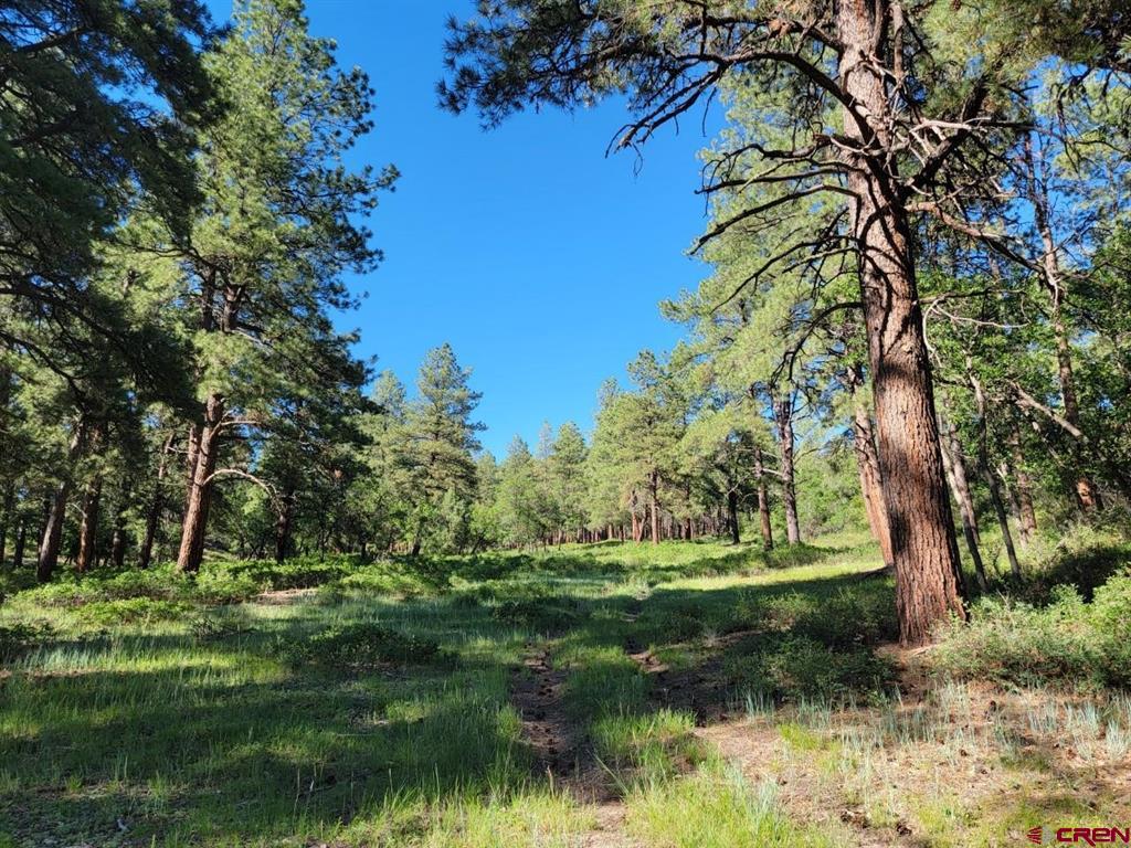 Pagosa Springs CO, X Catchpole