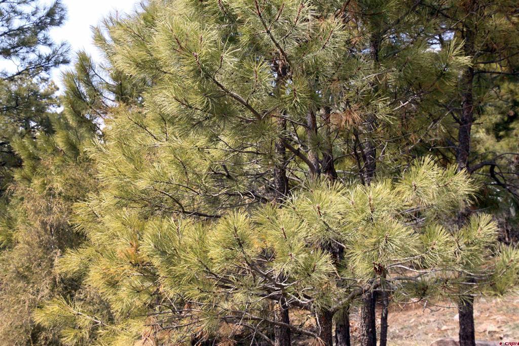 344 Caddy Circle Pagosa Springs CO 81147