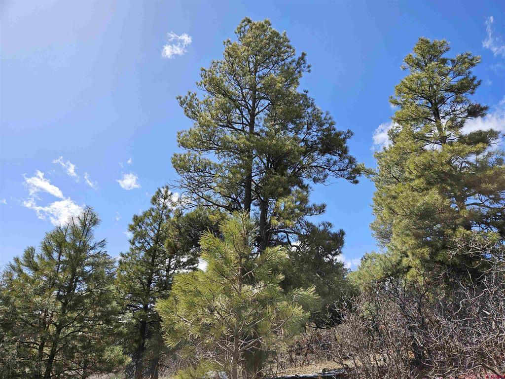 344 Caddy Circle Pagosa Springs CO 81147