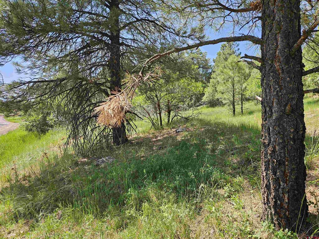 344 Caddy Circle Pagosa Springs CO 81147