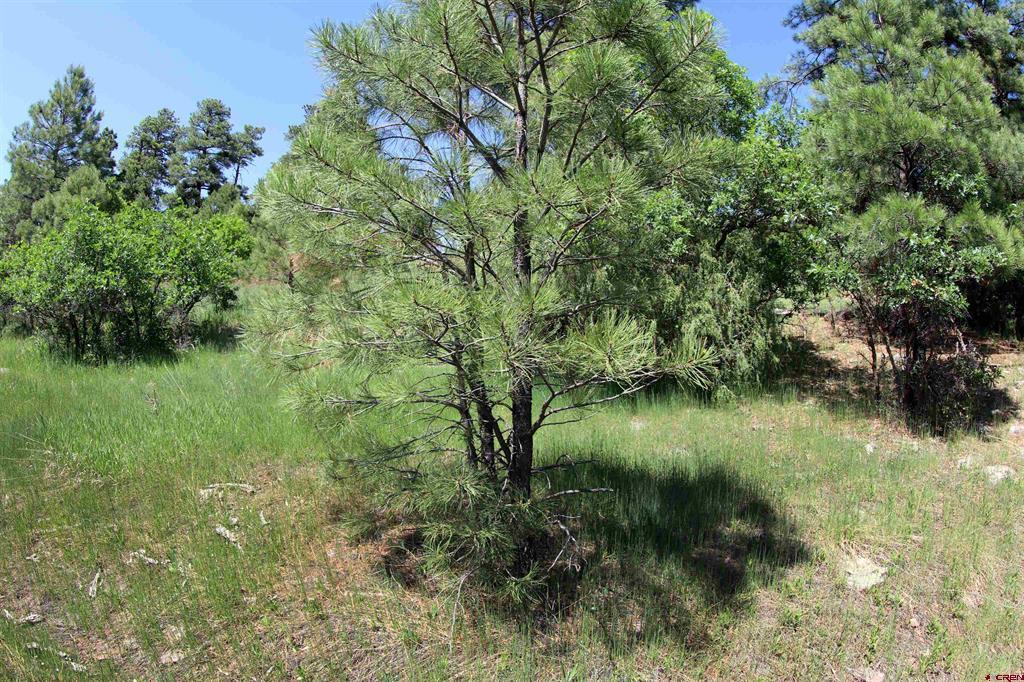 344 Caddy Circle Pagosa Springs CO 81147