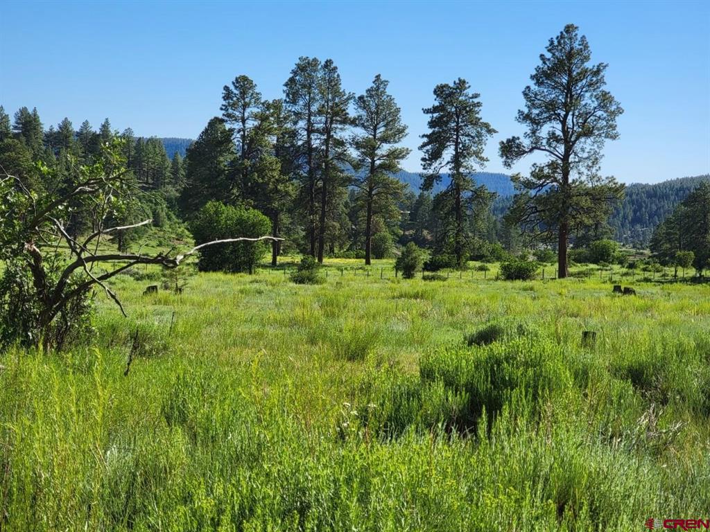 Pagosa Springs CO, X Catchpole