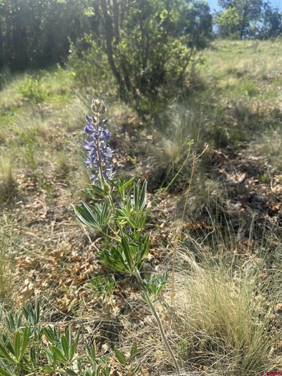 1231 Henry's Lake Drive Pagosa Springs CO 81147