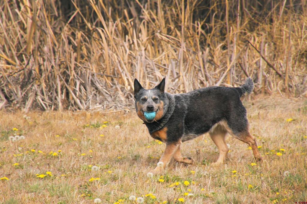 492 Prospect Boulevard Pagosa Springs CO 81147