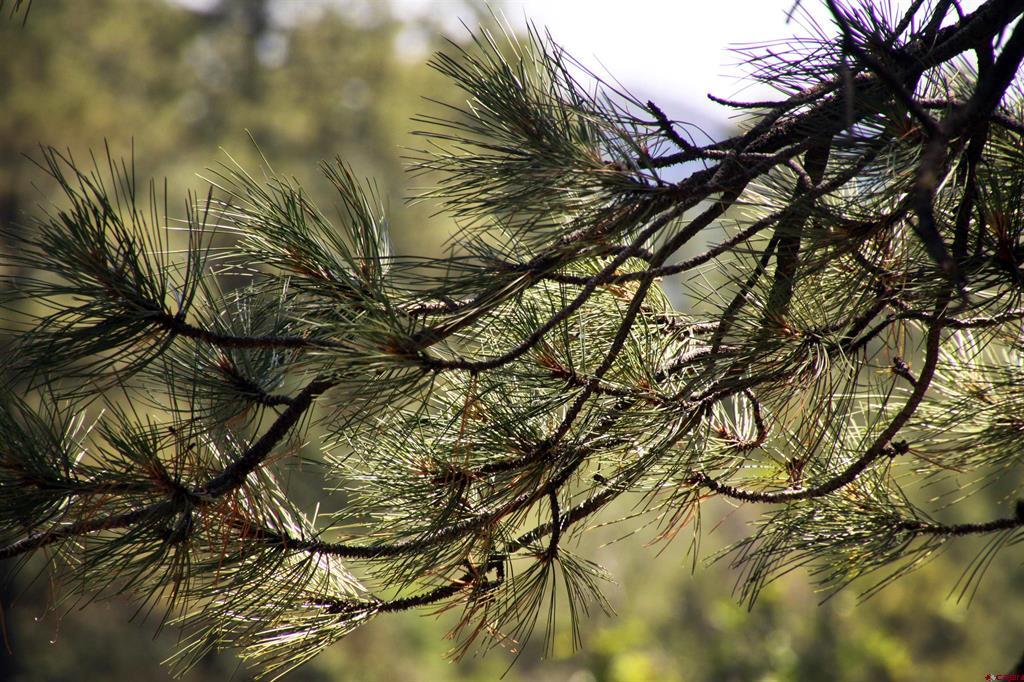 492 Prospect Boulevard Pagosa Springs CO 81147
