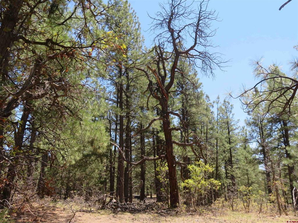 491 Crooked Road Pagosa Springs CO 81147