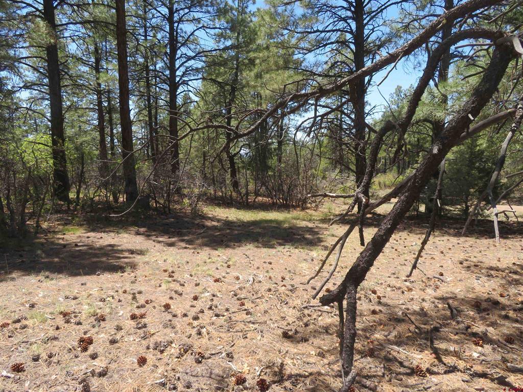 491 Crooked Road Pagosa Springs CO 81147