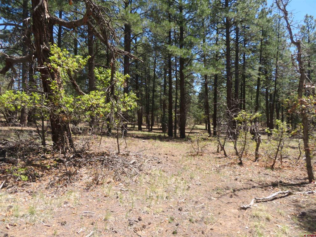 491 Crooked Road Pagosa Springs CO 81147