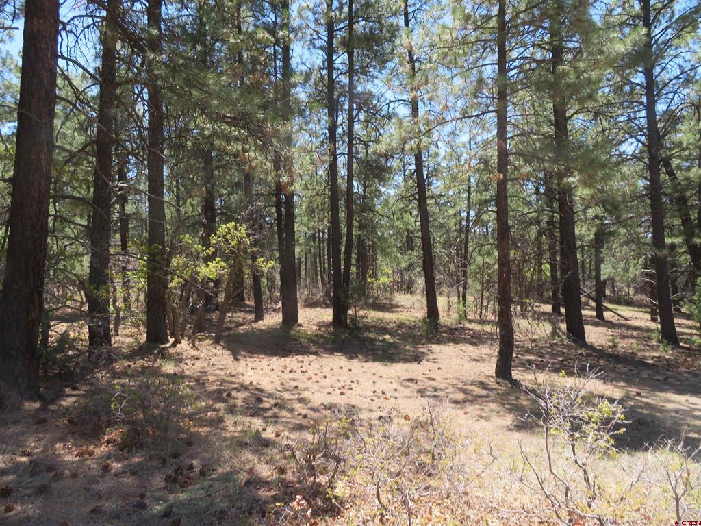 491 Crooked Road Pagosa Springs CO 81147