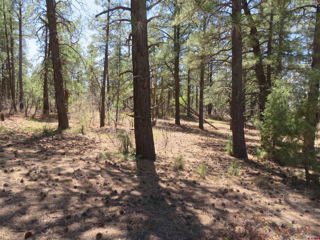 491 Crooked Road Pagosa Springs CO 81147