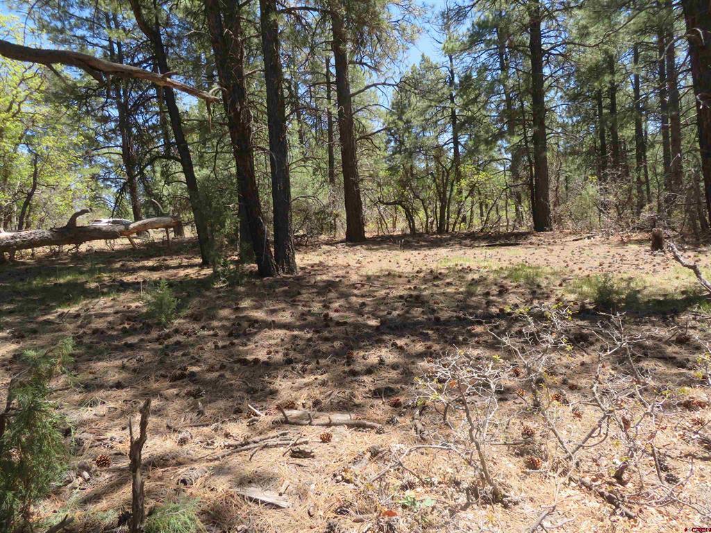 491 Crooked Road Pagosa Springs CO 81147