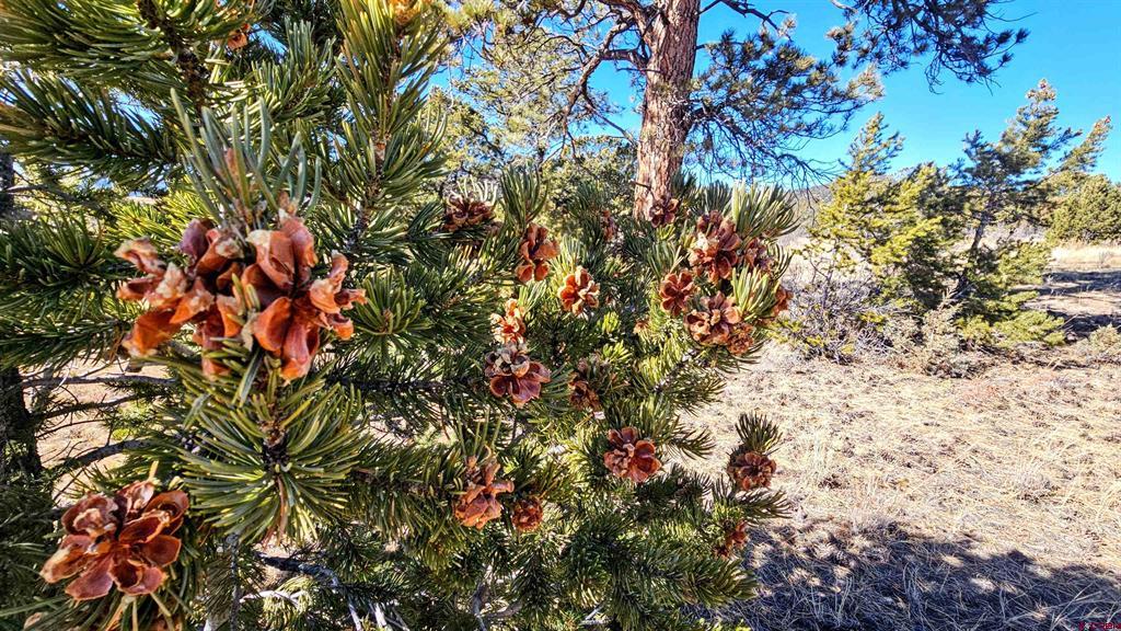 180 Silver Thread Circle South Fork CO 81154