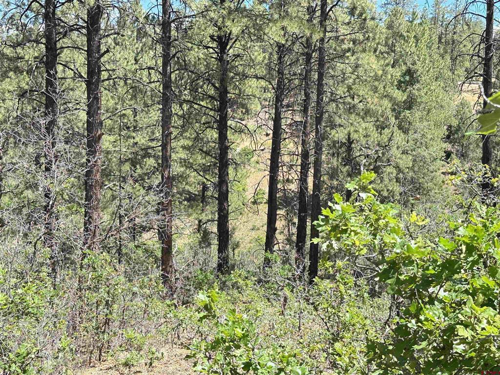 121 Engineer Point Pagosa Springs CO 81147