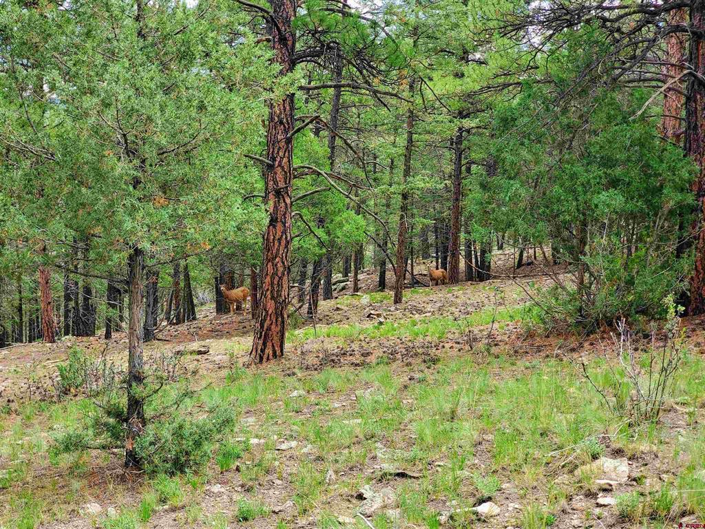 0253 Aspen Circle South Fork CO 81154