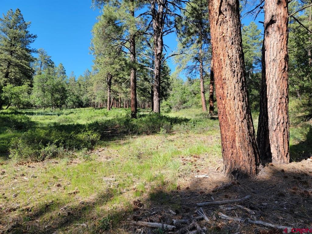 Pagosa Springs CO, X Catchpole