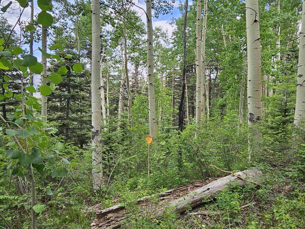 4556 Middle Mountain Road Vallecito Lake/bayfield CO 81122