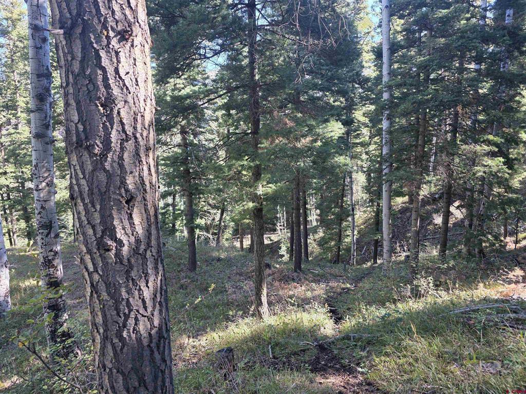 Tbd County Road 361 Ouray CO 81427