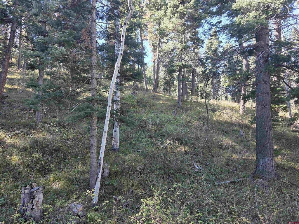 Tbd County Road 361 Ouray CO 81427
