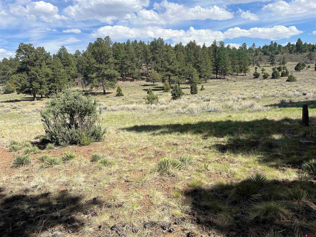 Tbd White Tail Lane Ridgway CO 81432
