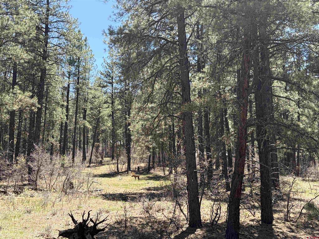223 Dean's Place Pagosa Springs CO 81147