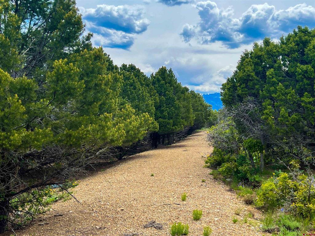 818 Pine Drive Ridgway CO 81432