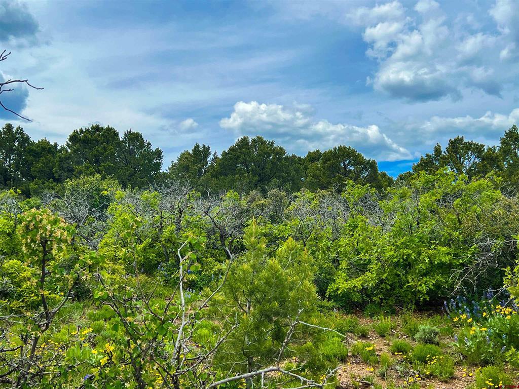 818 Pine Drive Ridgway CO 81432