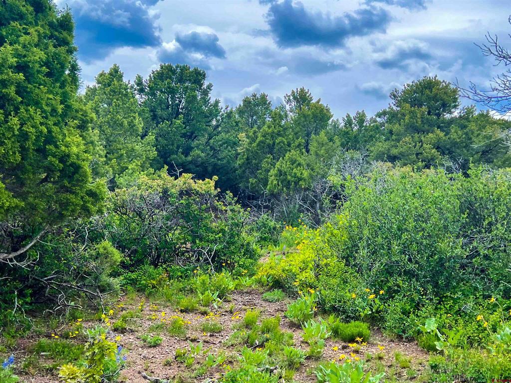 818 Pine Drive Ridgway CO 81432