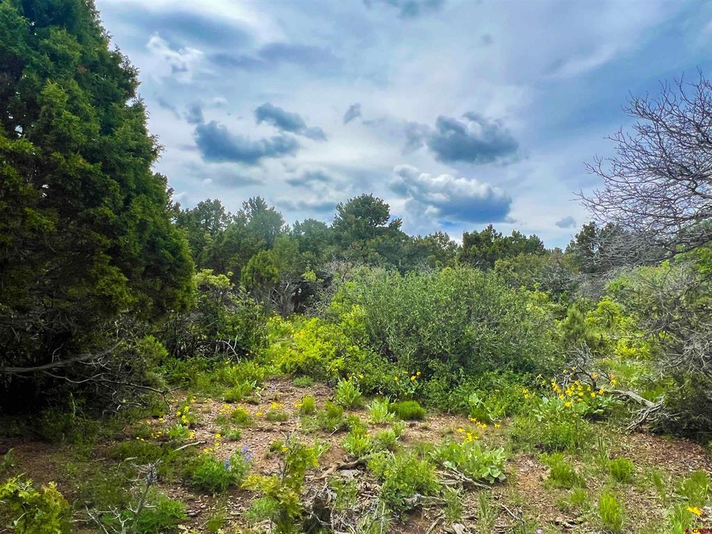 818 Pine Drive Ridgway CO 81432