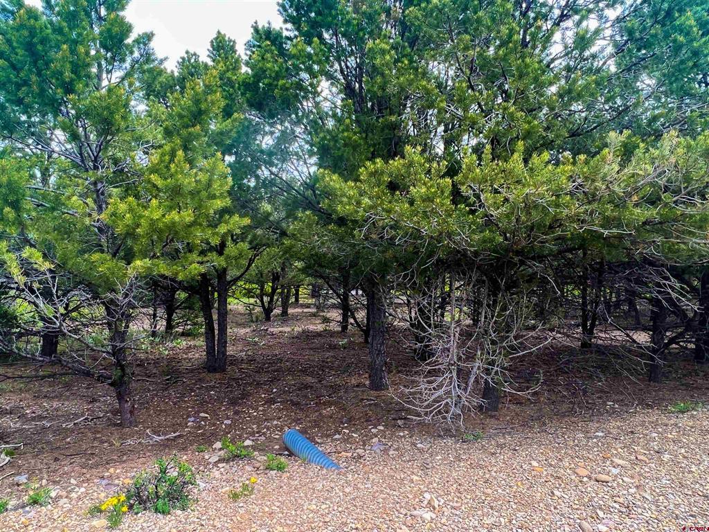 818 Pine Drive Ridgway CO 81432