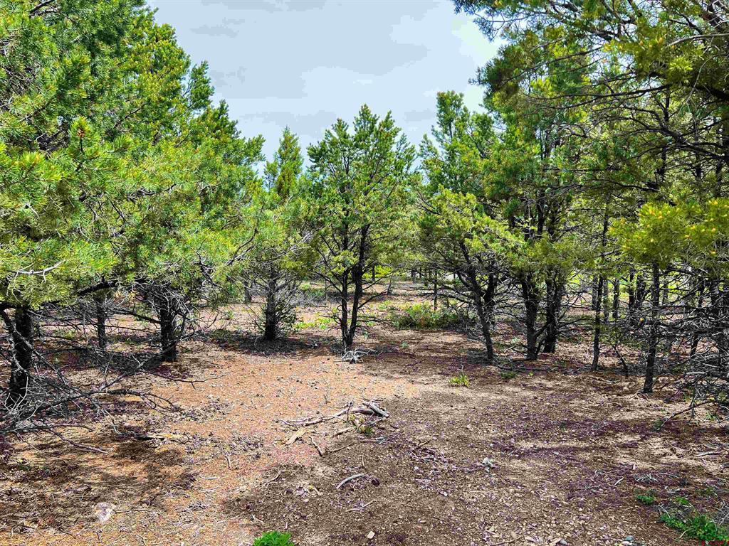 818 Pine Drive Ridgway CO 81432