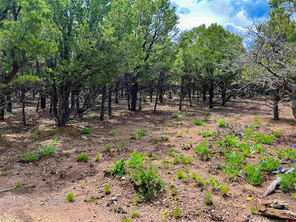 818 Pine Drive Ridgway CO 81432