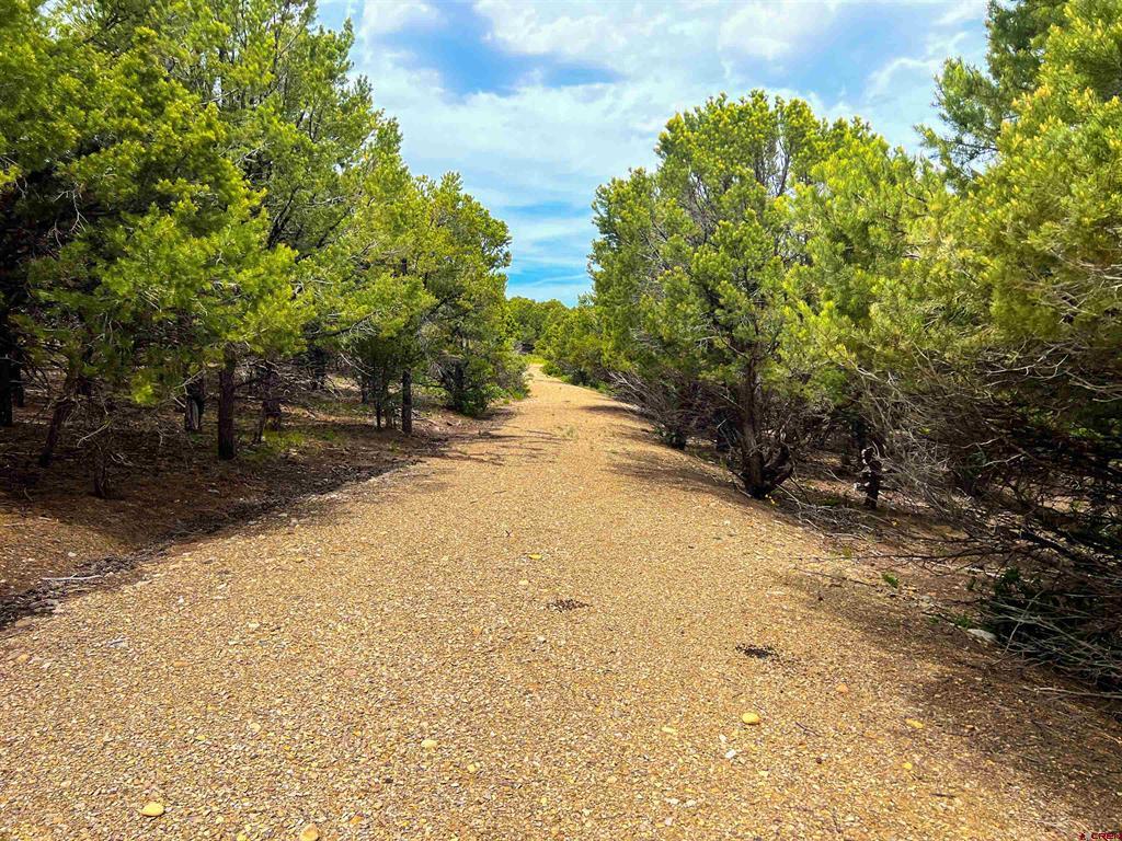 818 Pine Drive Ridgway CO 81432