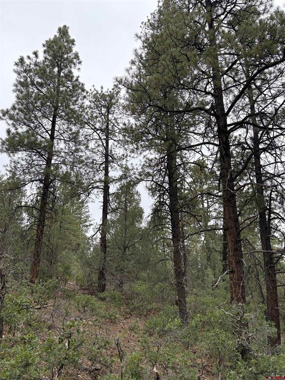 2932 Crooked Road Pagosa Springs CO 81147
