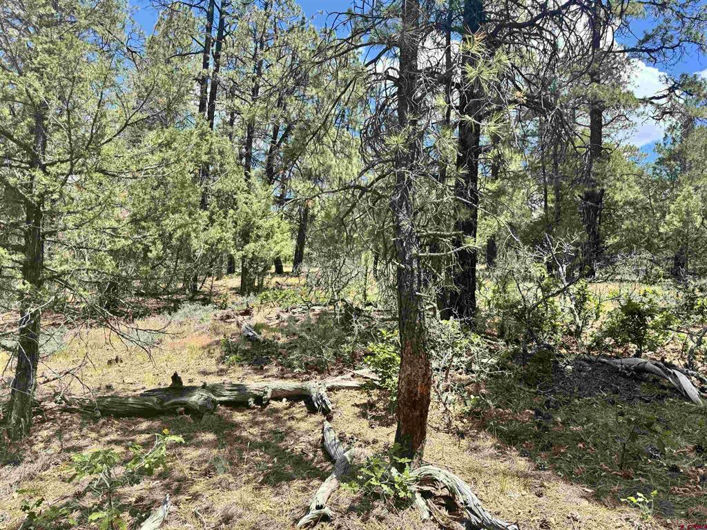 1259 Westview Road Pagosa Springs CO 81147
