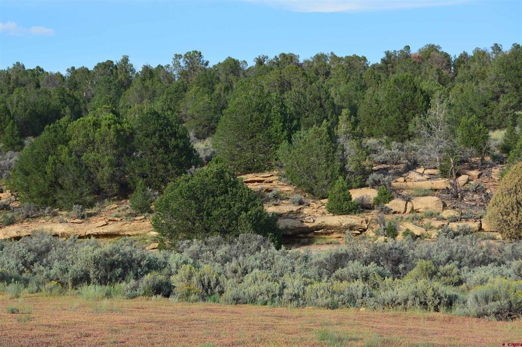 Tbd County Road 109 Hesperus CO 81326