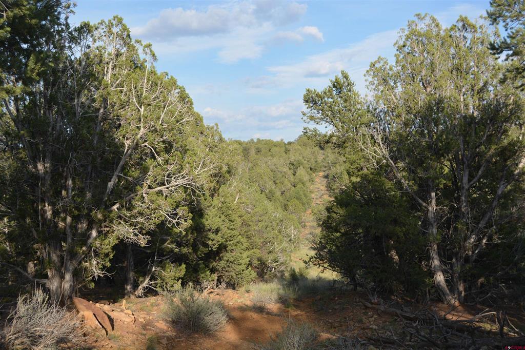 Tbd County Road 109 Hesperus CO 81326
