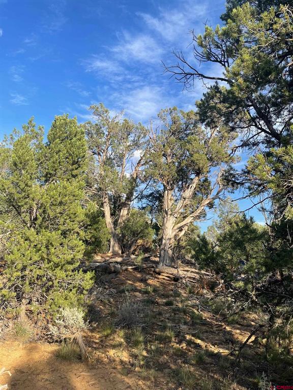 Tbd County Road 109 Hesperus CO 81326