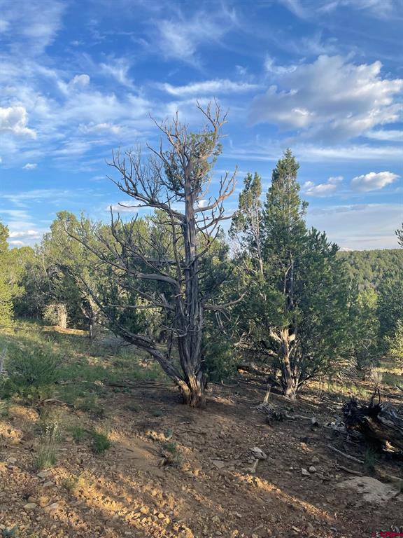 Tbd County Road 109 Hesperus CO 81326