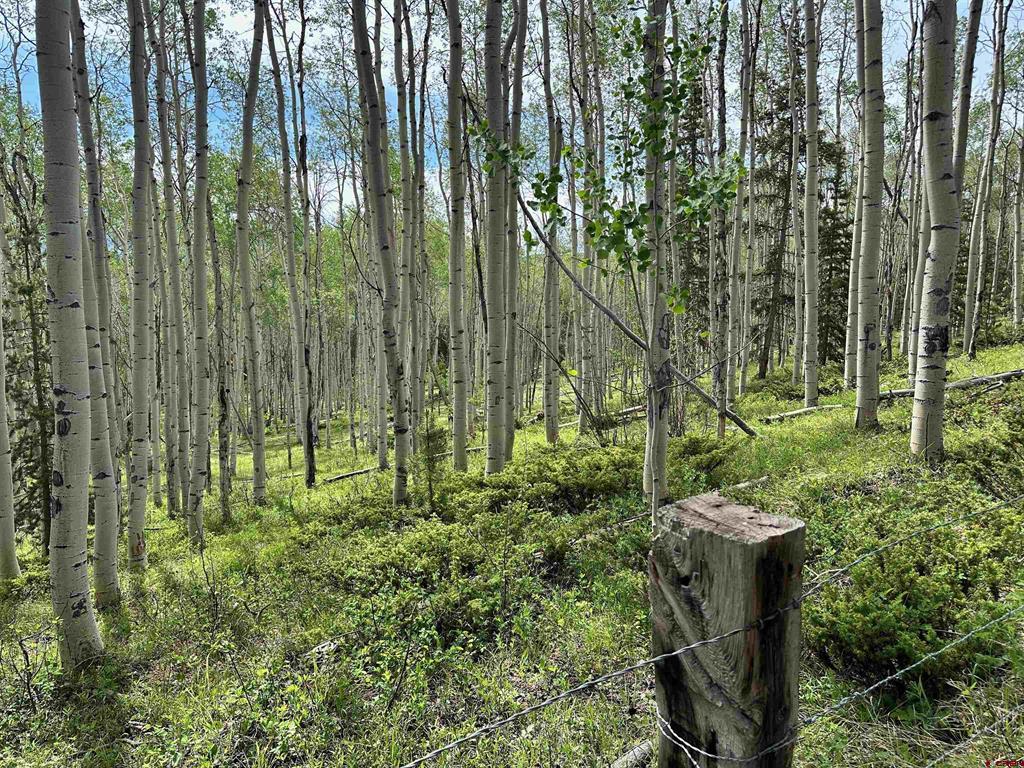 Tbd County Road 743 Gunnison CO 81230