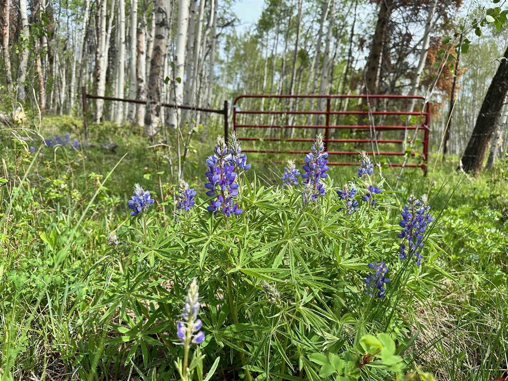 Tbd County Road 743 Gunnison CO 81230