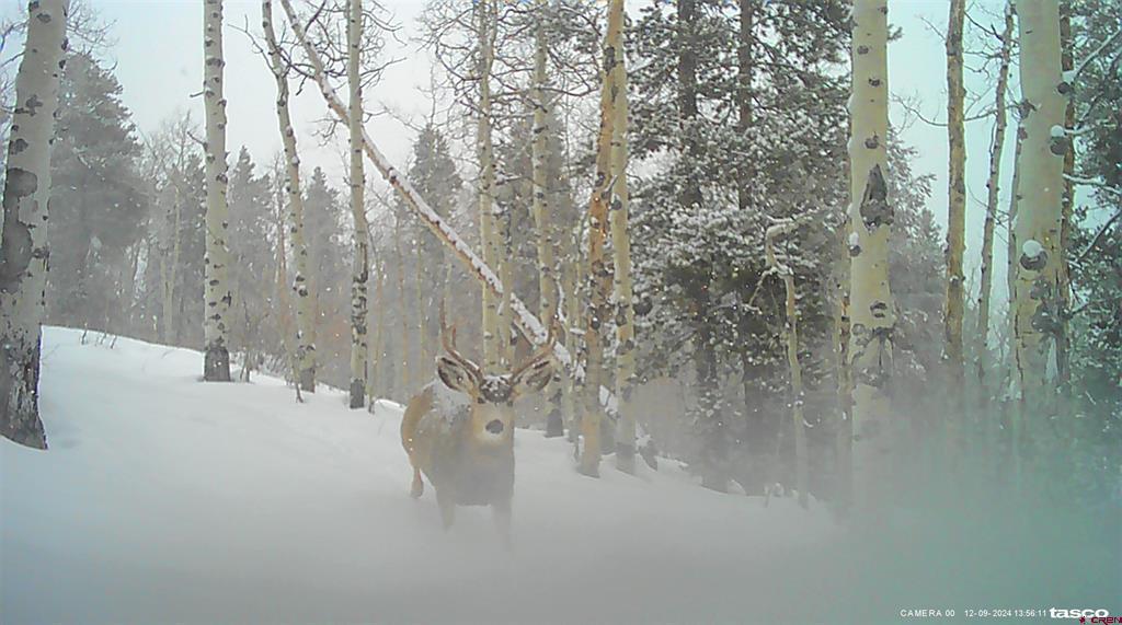 Tbd County Road 743 Gunnison CO 81230