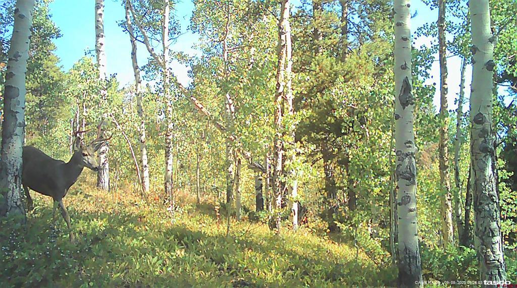 Tbd County Road 743 Gunnison CO 81230