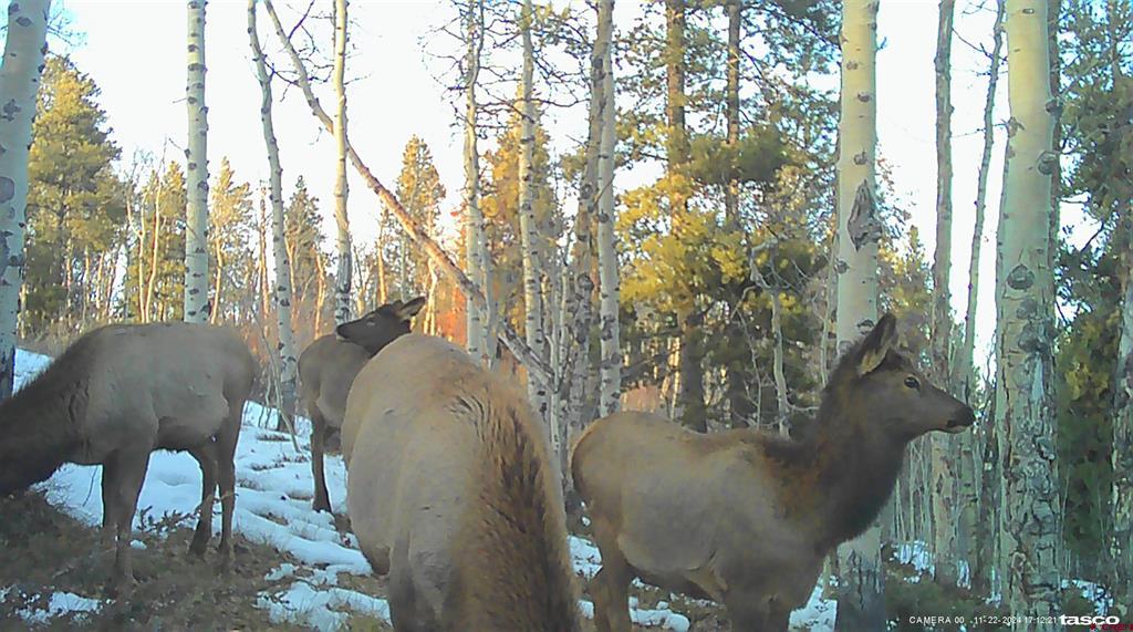 Tbd County Road 743 Gunnison CO 81230