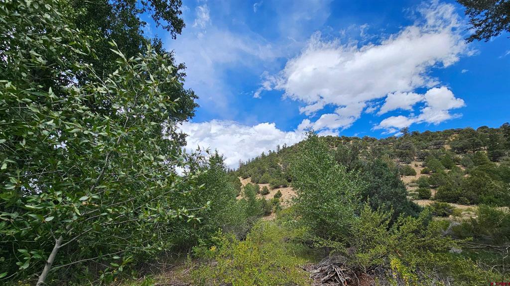 175 Bear Cub Hollow South Fork CO 81154