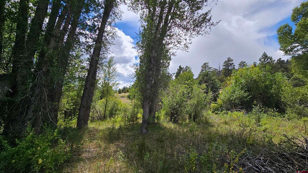 175 Bear Cub Hollow South Fork CO 81154