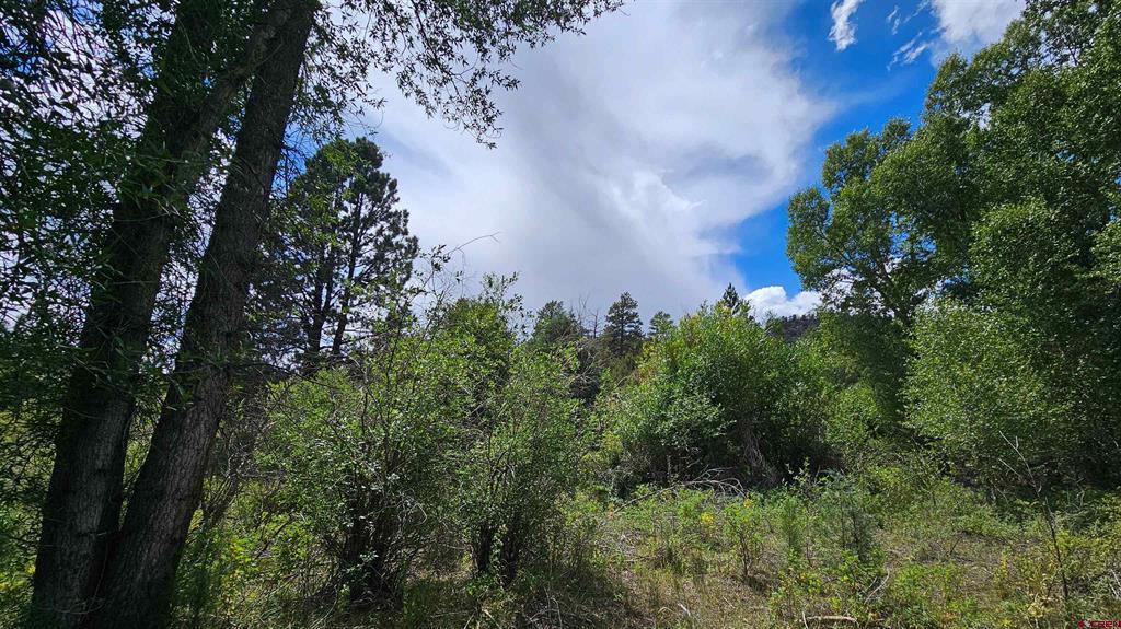 175 Bear Cub Hollow South Fork CO 81154
