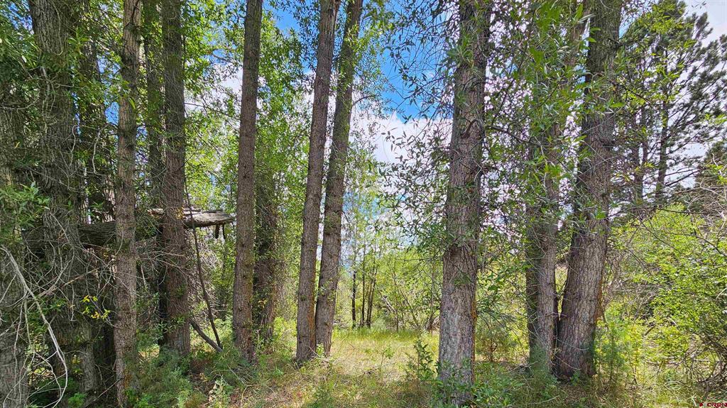 175 Bear Cub Hollow South Fork CO 81154